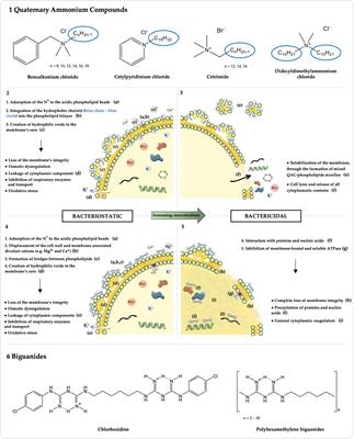 Current insights into the effects of cationic biocides exposure on Enterococcus spp.